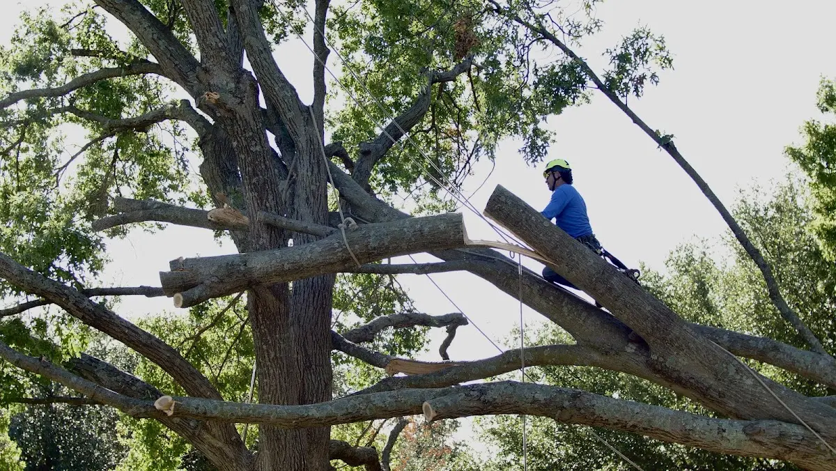 Professional Crown Thinning performed by certified arborists in Mohler
