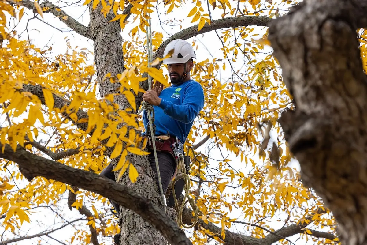 Skilled Storm Damage Cleanup crew working in Mohler